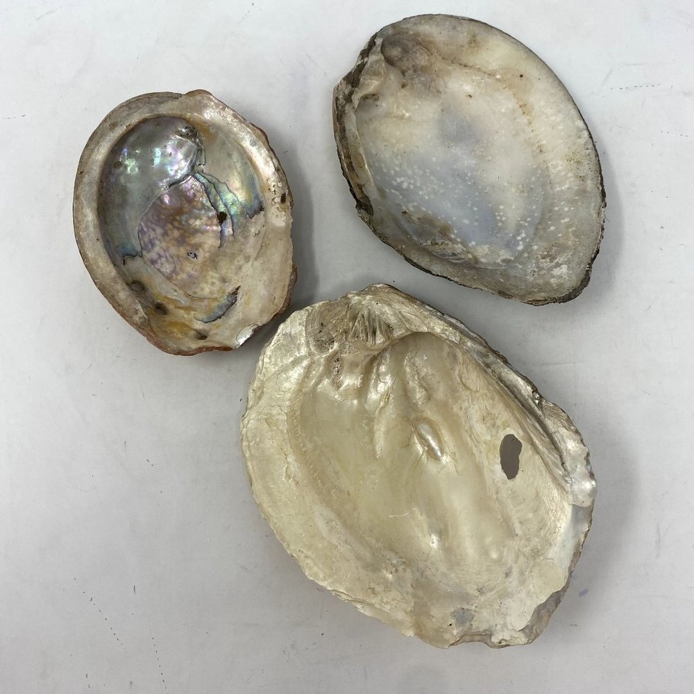 Abalone Sea Shell 4 1/2 to 5 1/2 inch Mother Of Pearl lot of 3